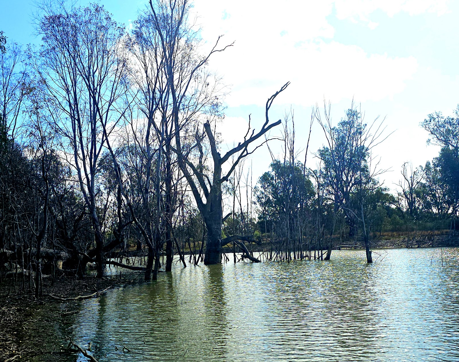 Yanga Creek Rest Area 2