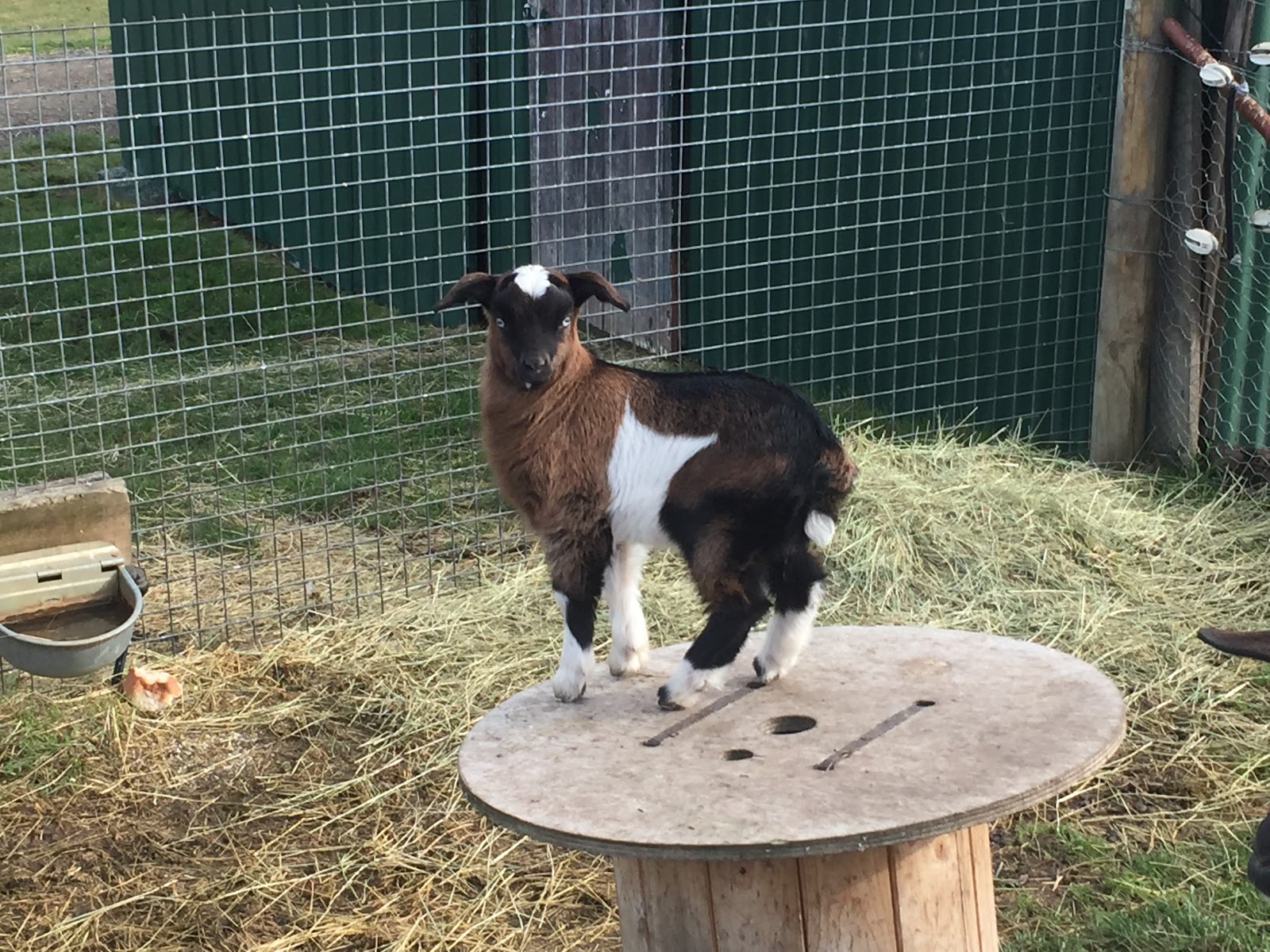Rosedale Homestead Campground, Animal and Bird Sanctuary 3