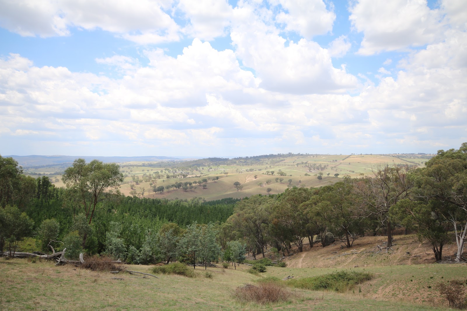 Macquarie Woods 3