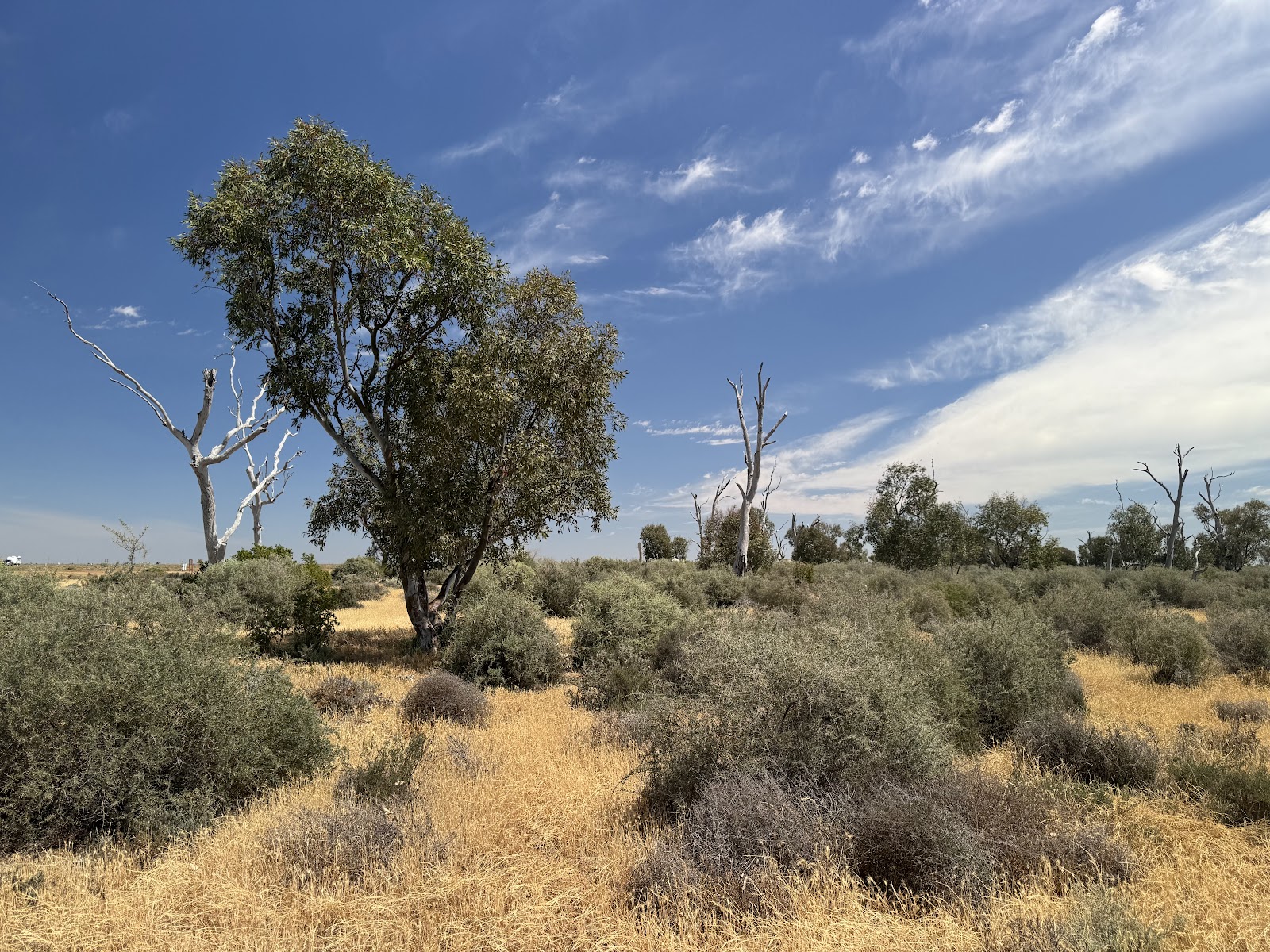 16 Mile Gums Rest Area 2