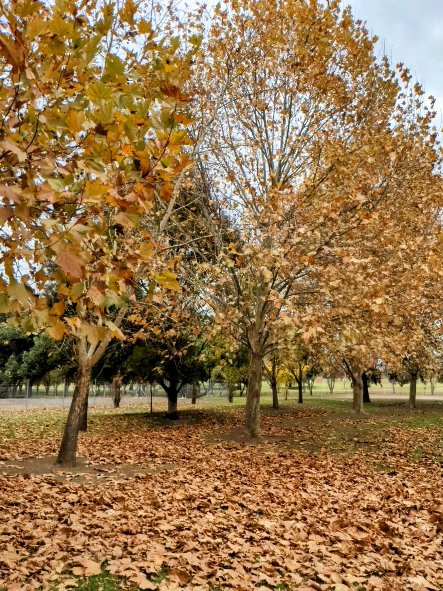 Taylor Park 2