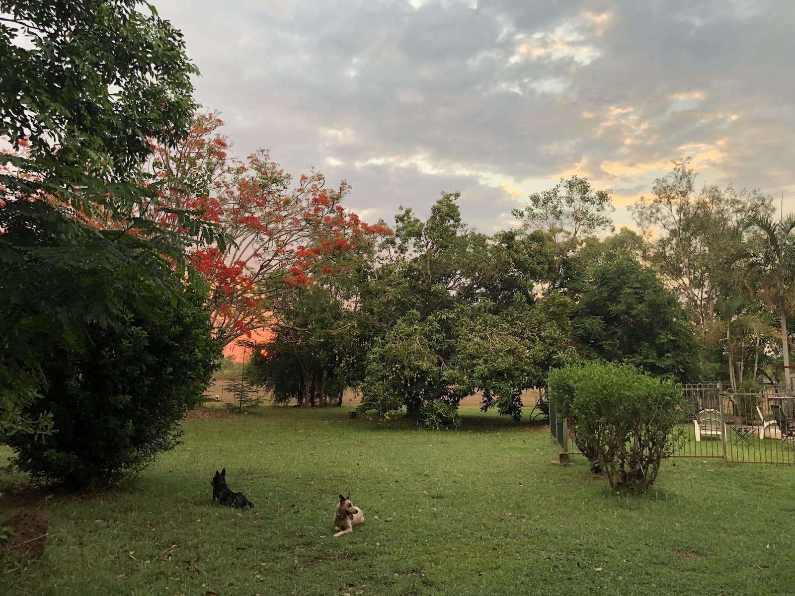 Banyan Tree caravan park resort Litchfield 10