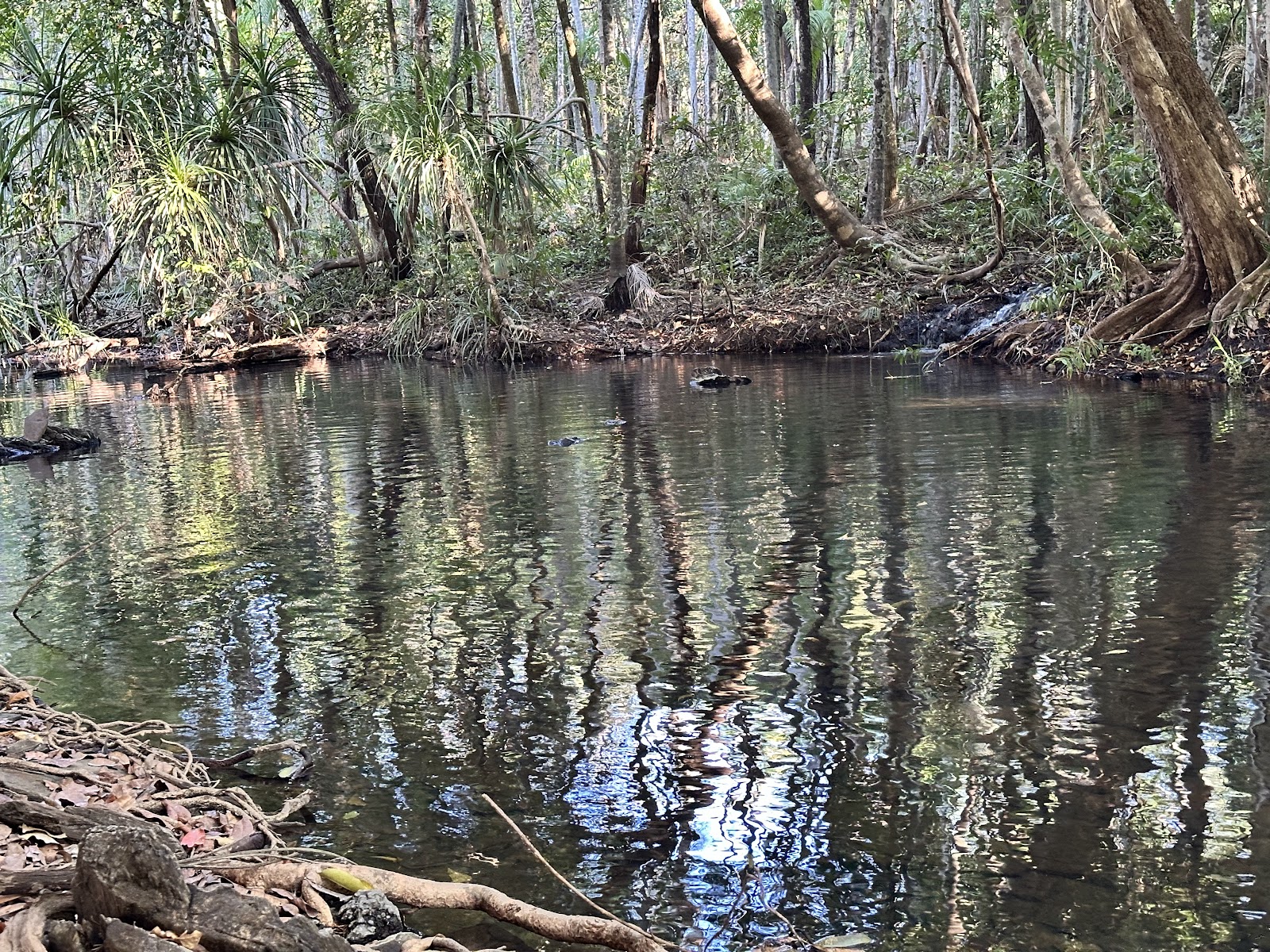 Berry Springs Park and Stay 10