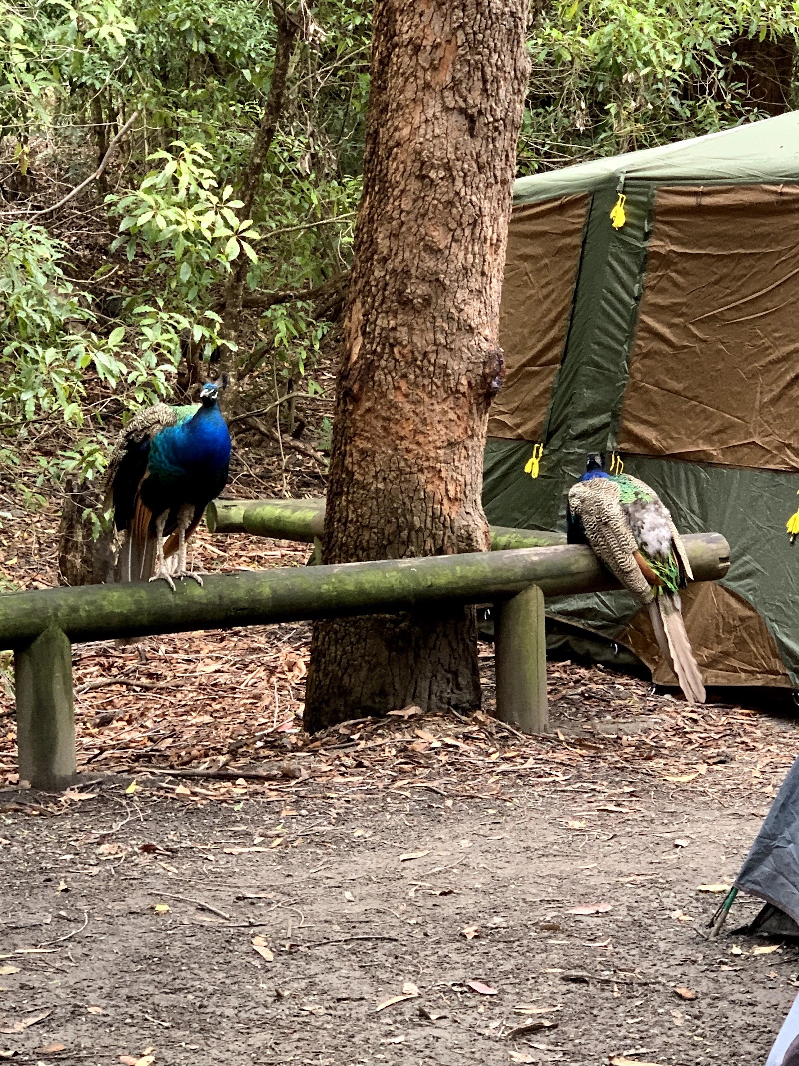Bristol Point Camping Ground 6