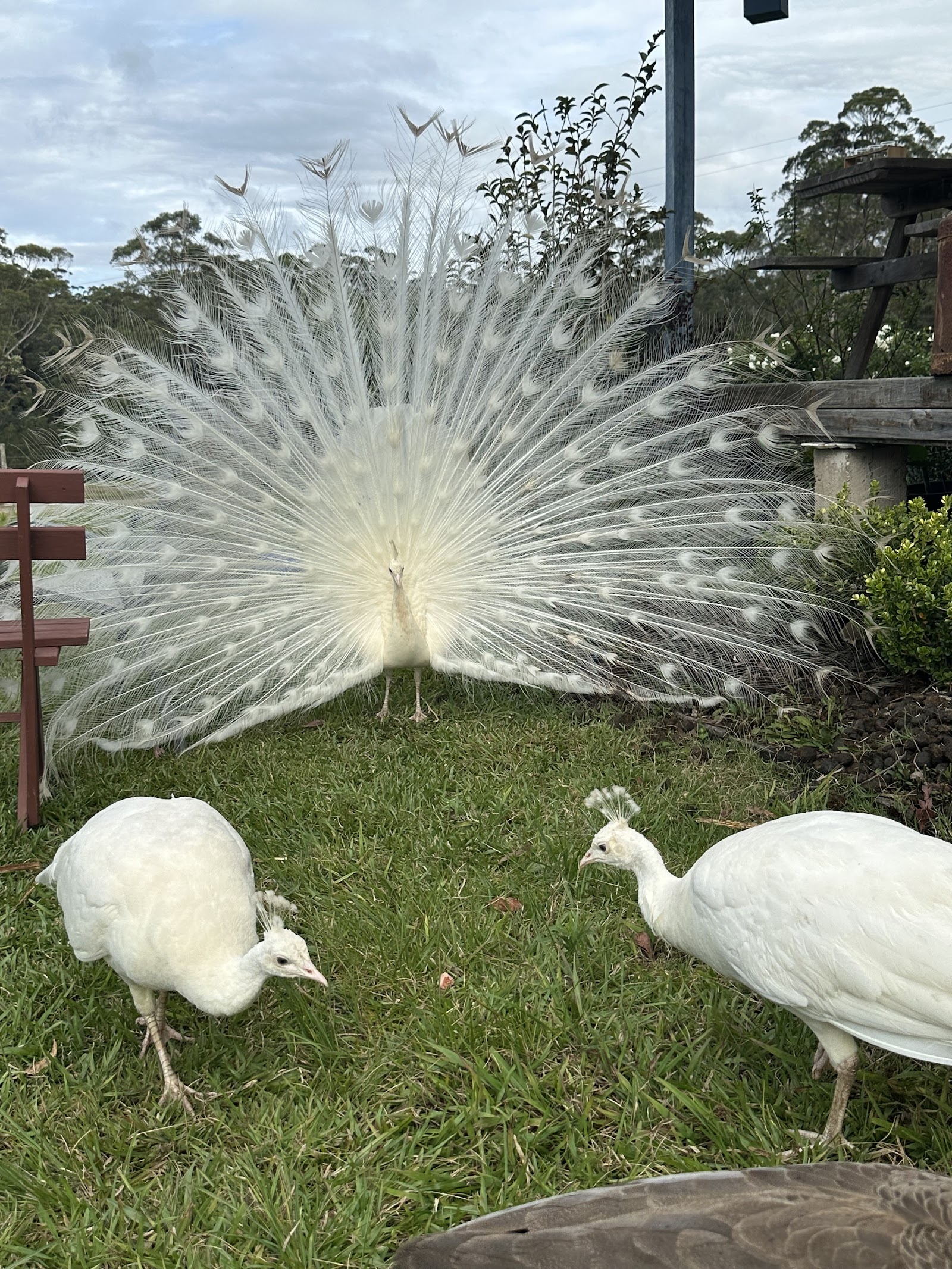 Coffs Harbour Camping & Farmstay 2