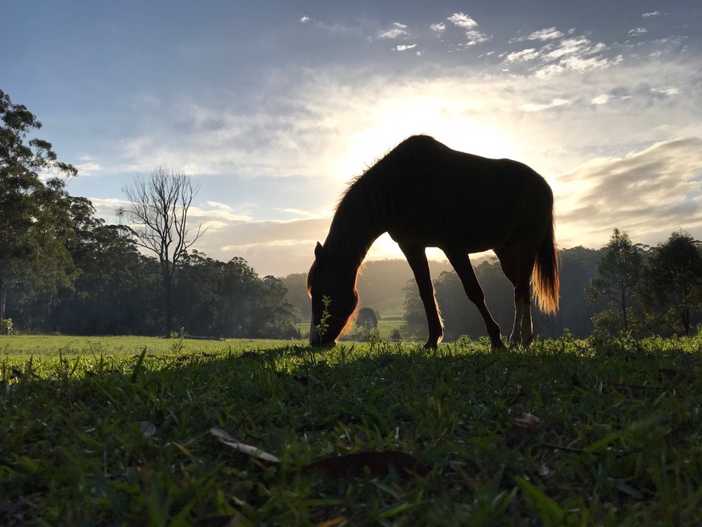 Coffs Harbour Camping & Farmstay 3
