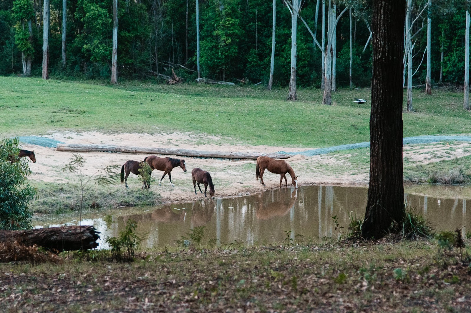 Coffs Harbour Camping & Farmstay 9