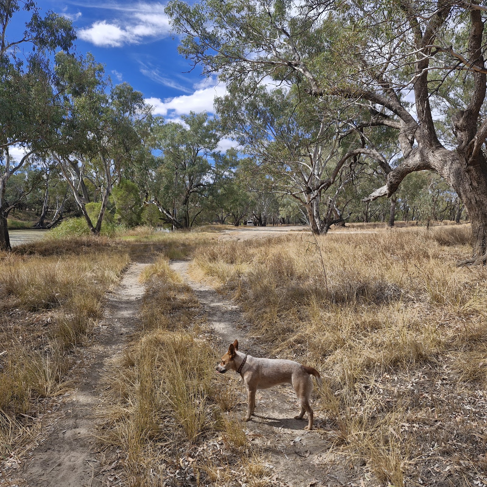 Collarenabri Showground 5