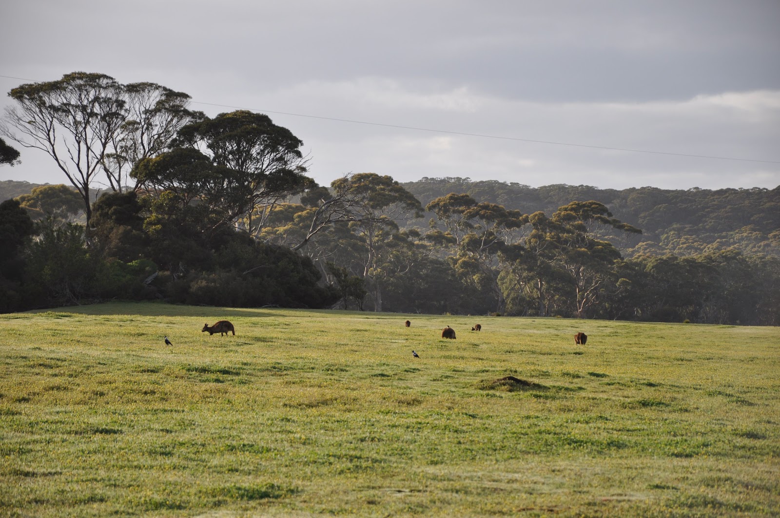 Discovery Parks - Kangaroo Island 4