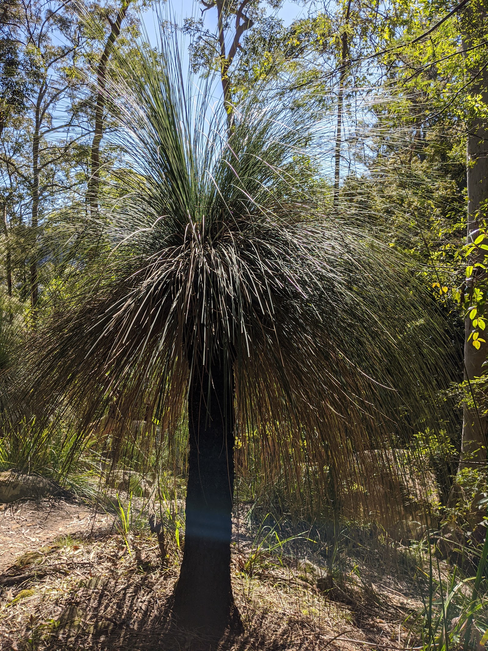 Gap Creek campground 6