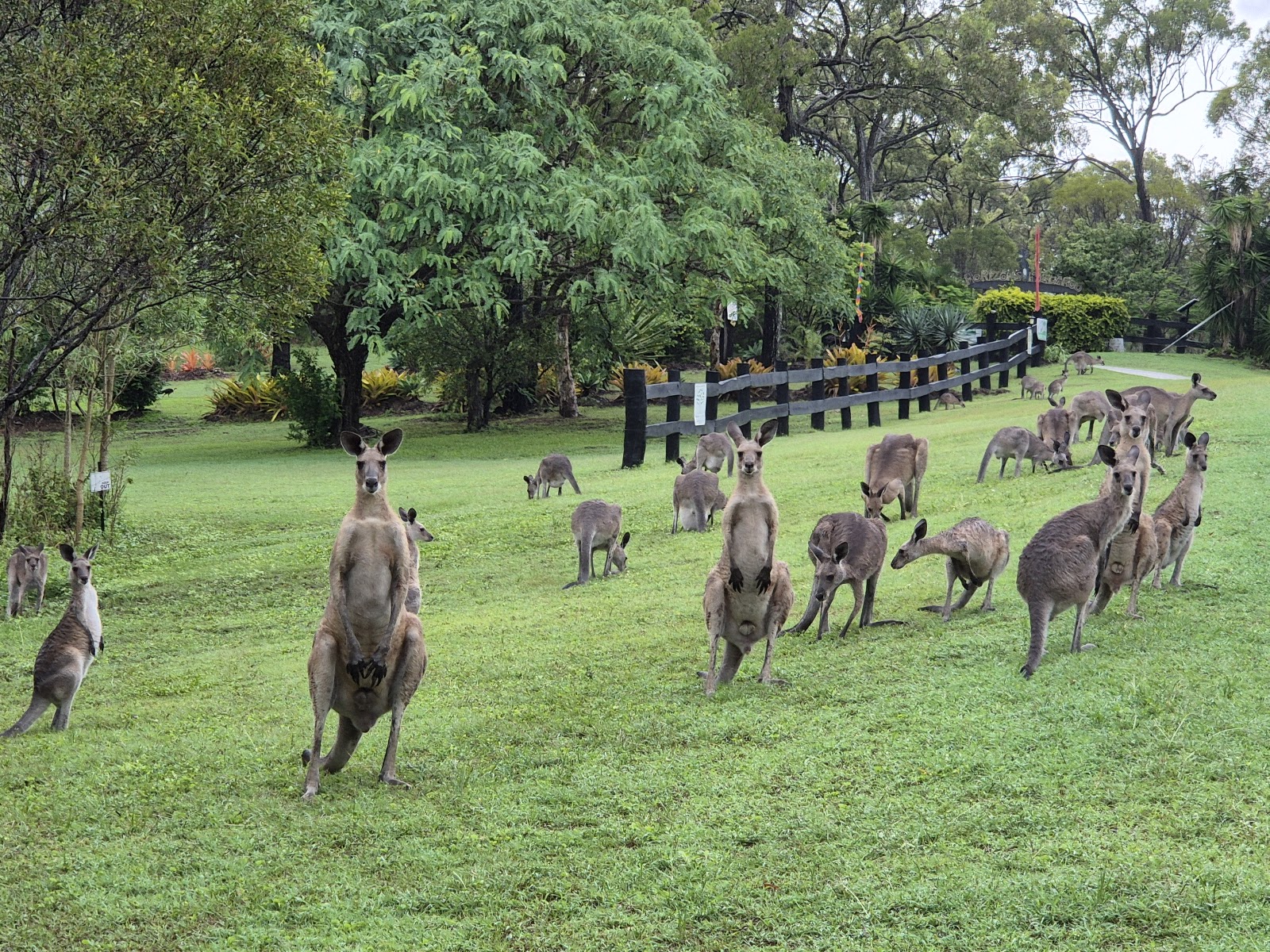 Horizons Kangaroo Sanctuary - Camp Ground 2