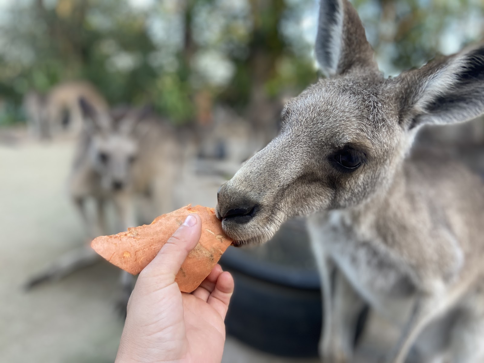 Horizons Kangaroo Sanctuary - Camp Ground 3