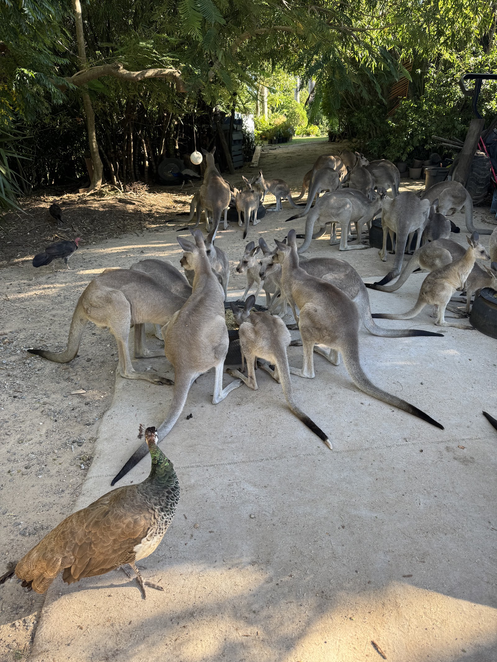 Horizons Kangaroo Sanctuary - Camp Ground 6