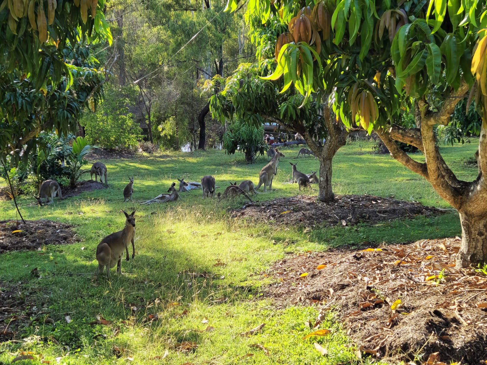 Horizons Kangaroo Sanctuary - Camp Ground 8