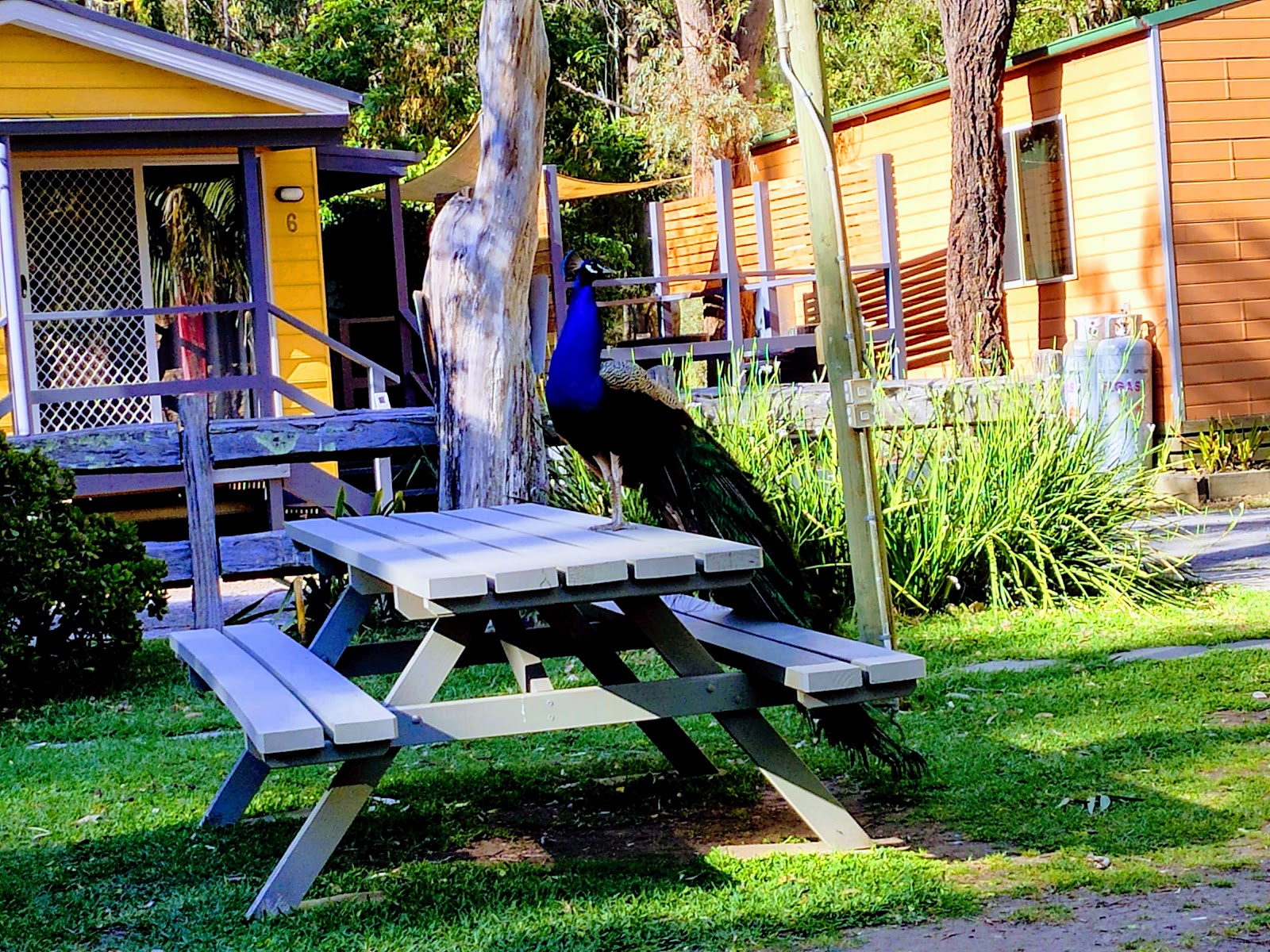 Jervis Bay Cabins & Camping 6
