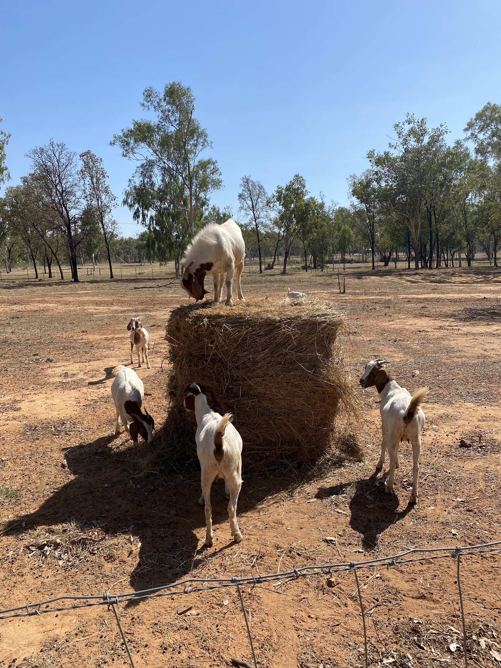 Katherine Farmstay 4