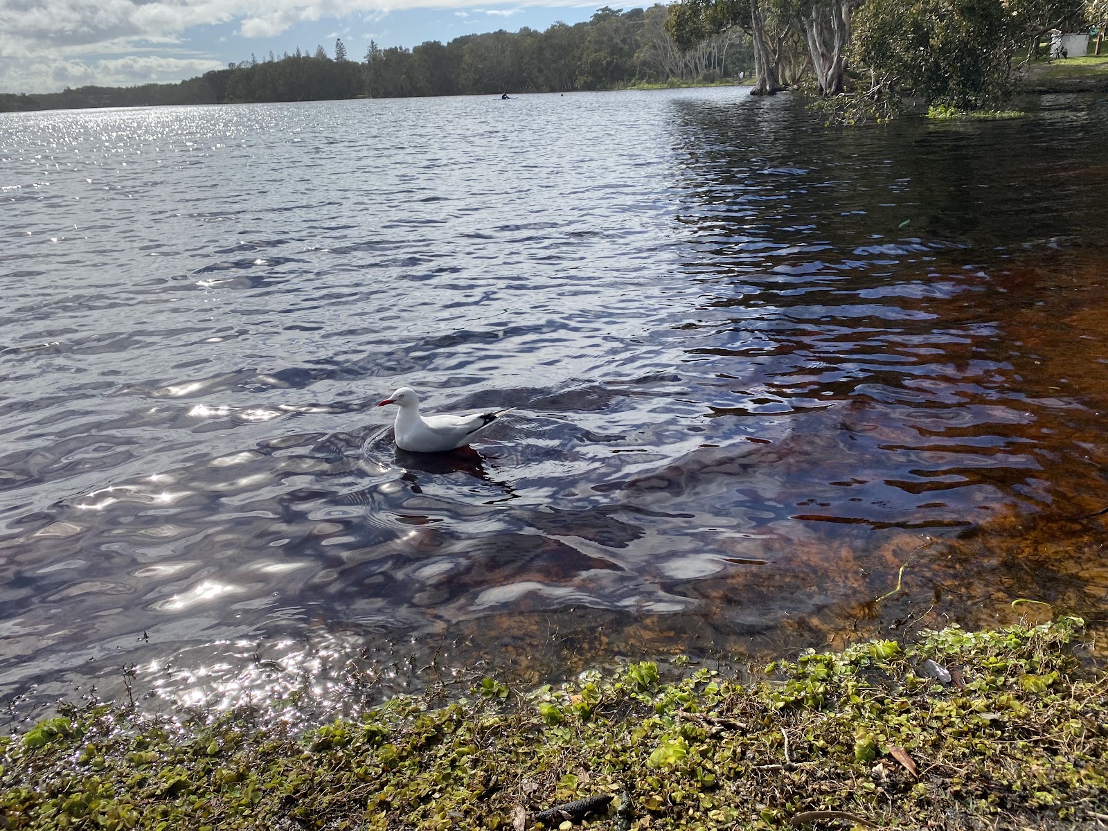 Lake Ainsworth 2