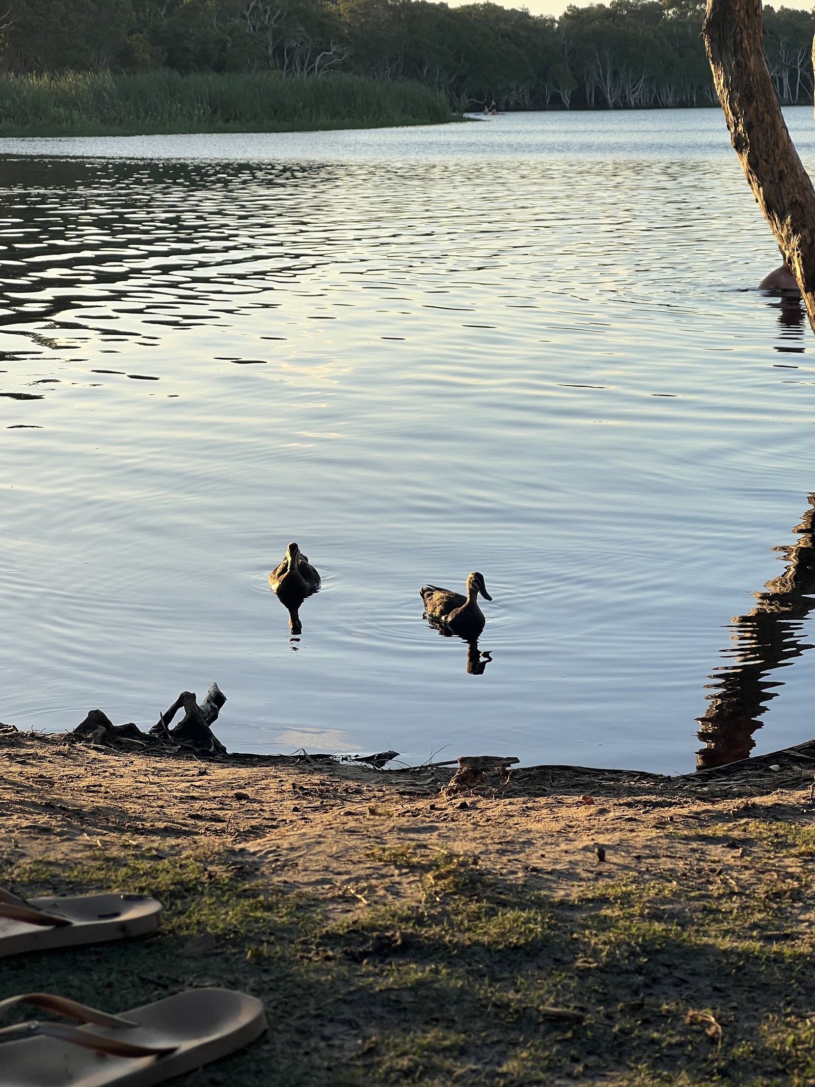 Lake Ainsworth 8
