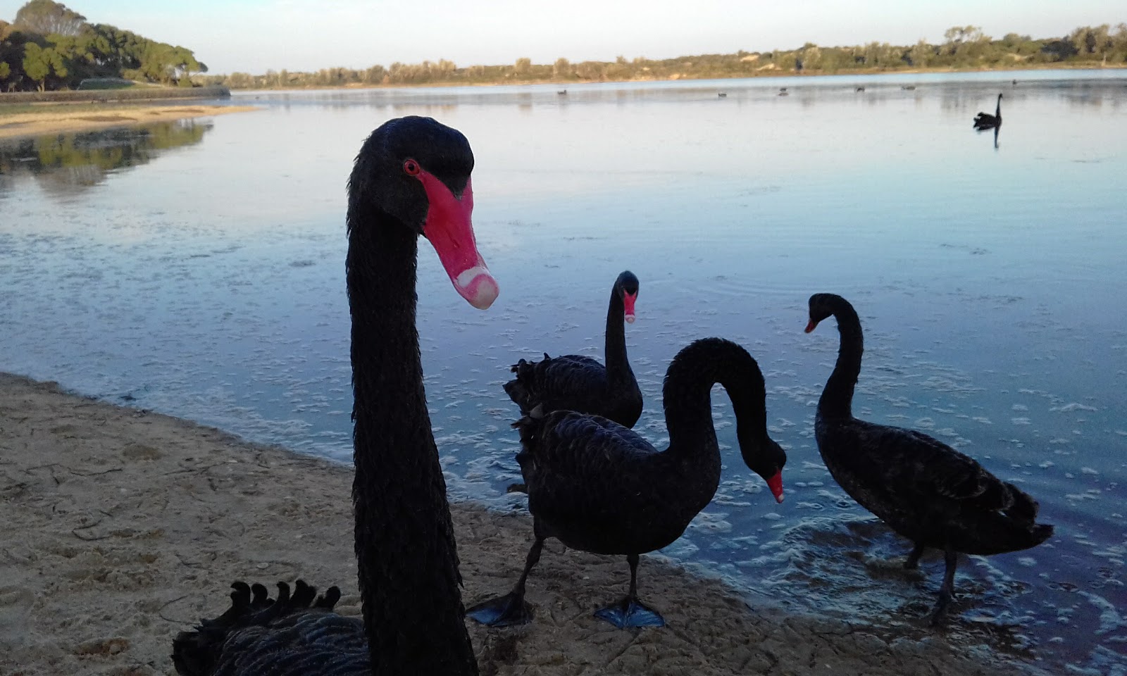 Southern Cross Caravan Park 10