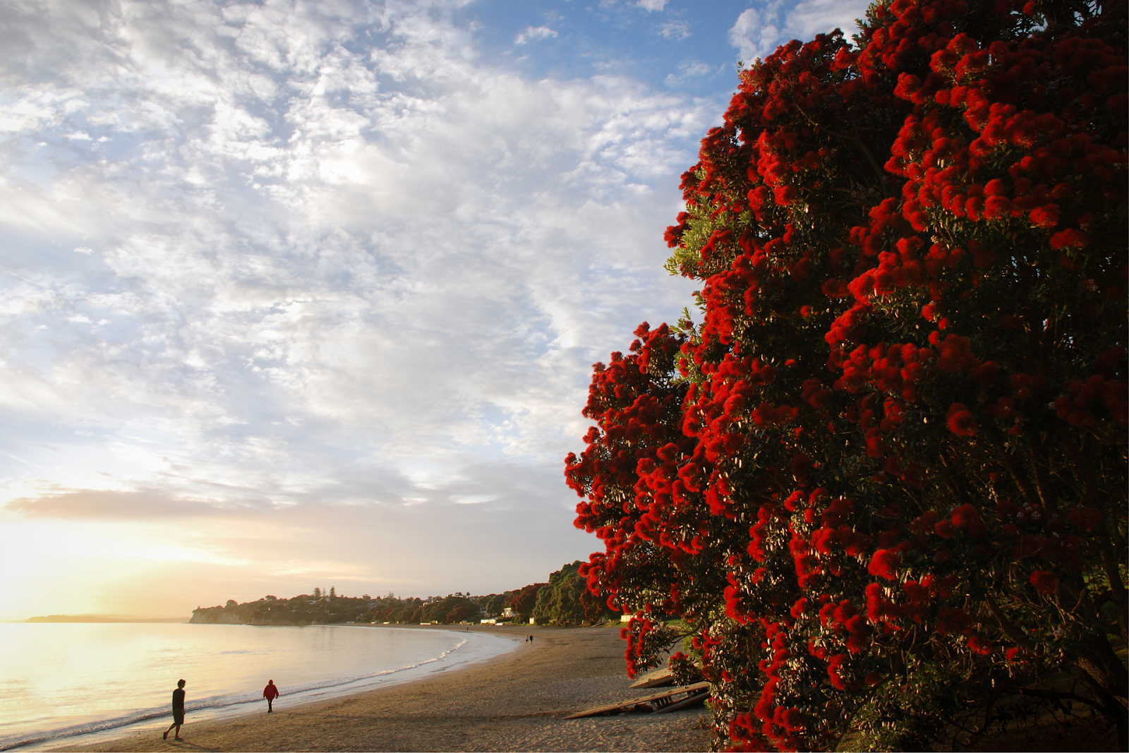 Takapuna Beach RV Park 3