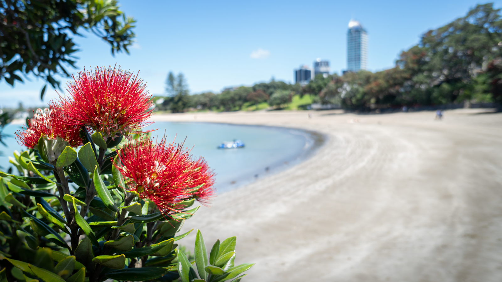 Takapuna Beach RV Park 6
