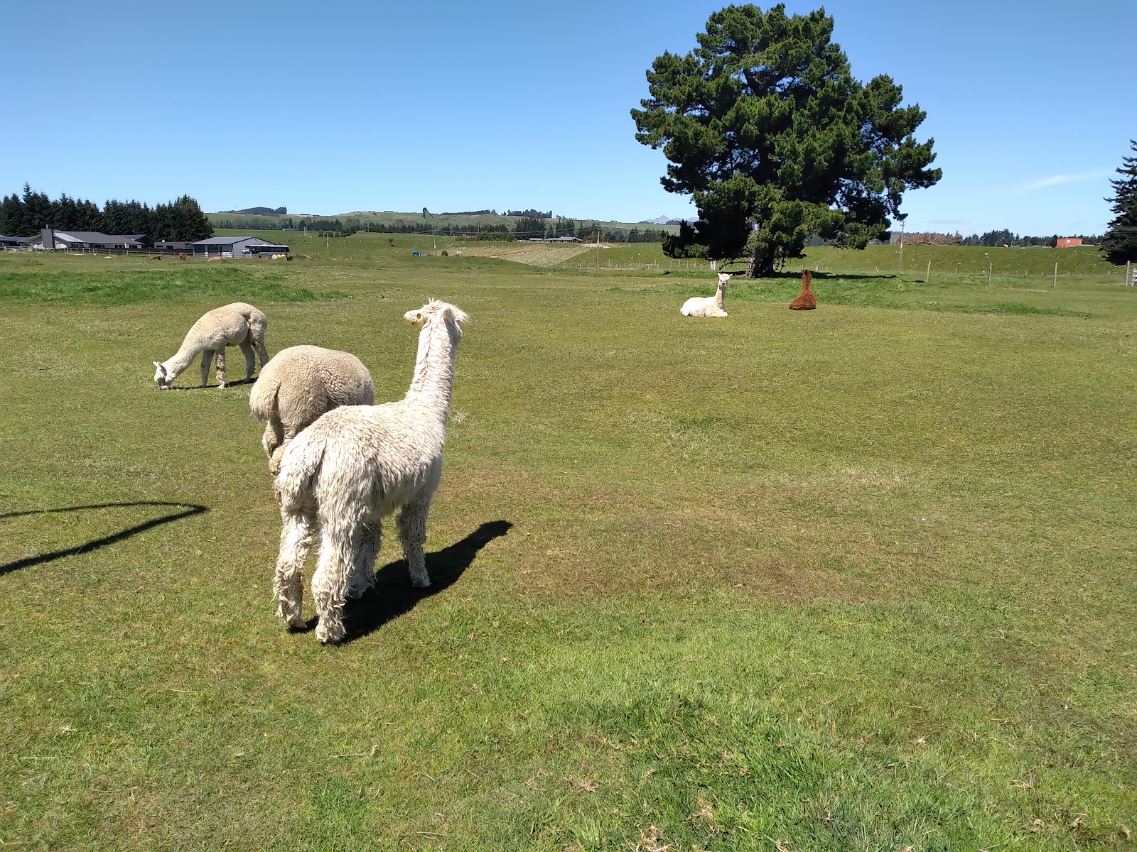 Te Anau Alpine NZMCA Park 4