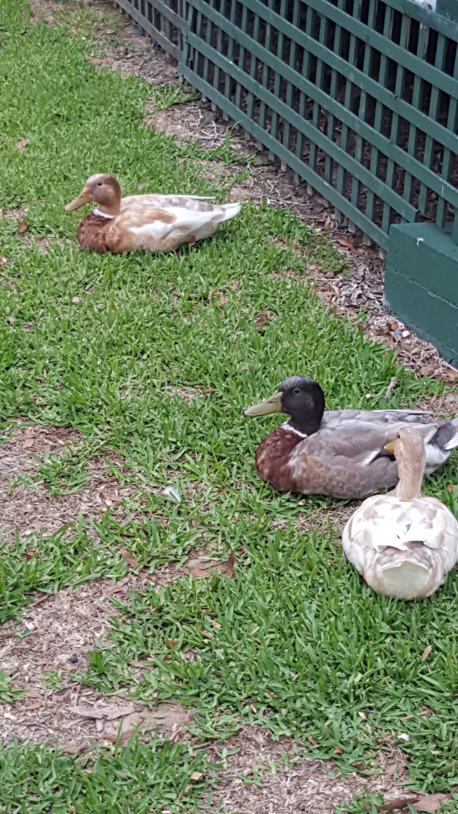Woronora Village Tourist Park 7
